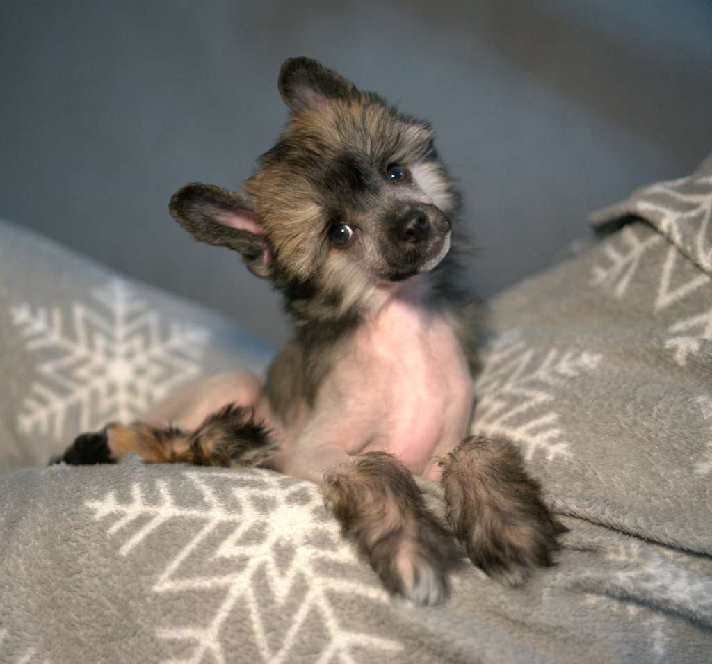 OZZY z Królestwa Agarthi