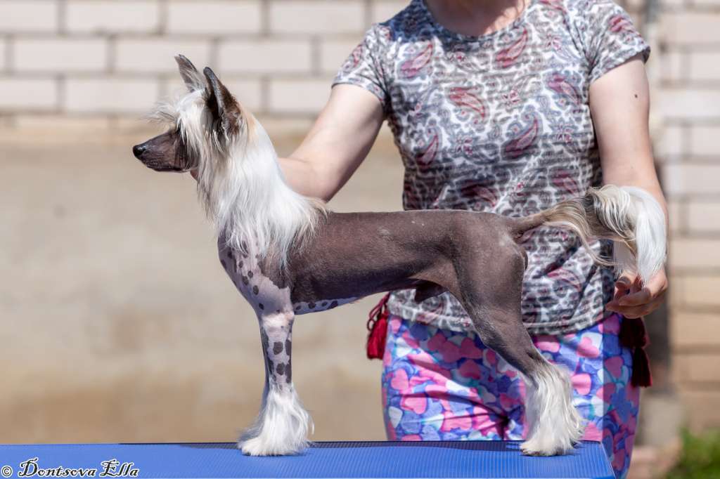 Logan iz Sozvezdiya Khana