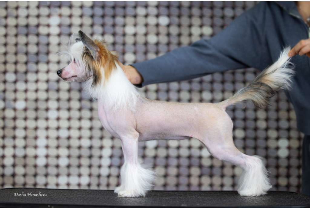 Laura iz Sozvezdiya Khana