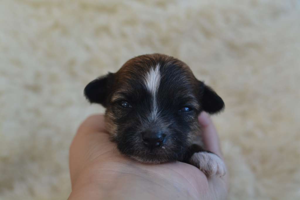 Fejmants Hokus Pocus Fizz