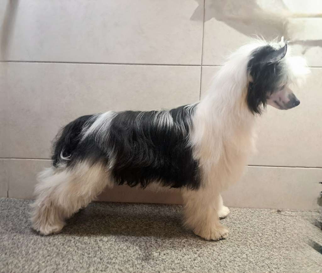 Twoja Magiczna Moc Sasima (fci)