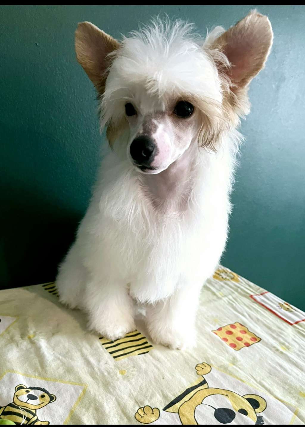 Wild Child von Shinbashi