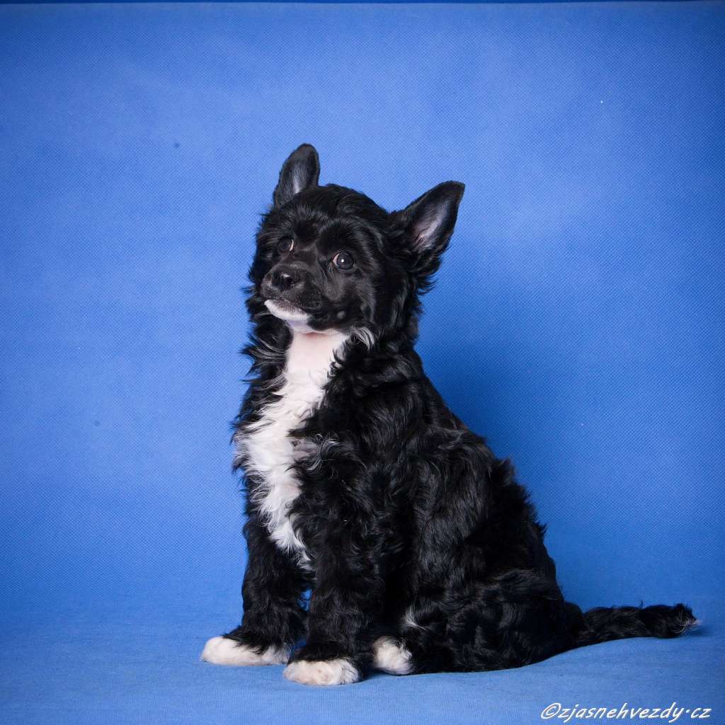 Gabriella z Jasne hvezdy