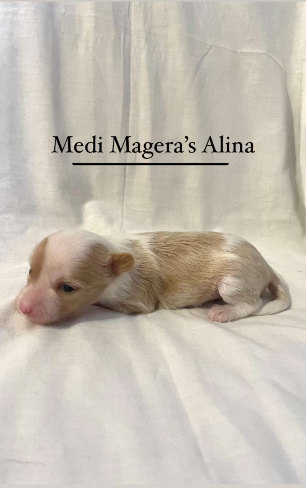 Medi Magera's Alina