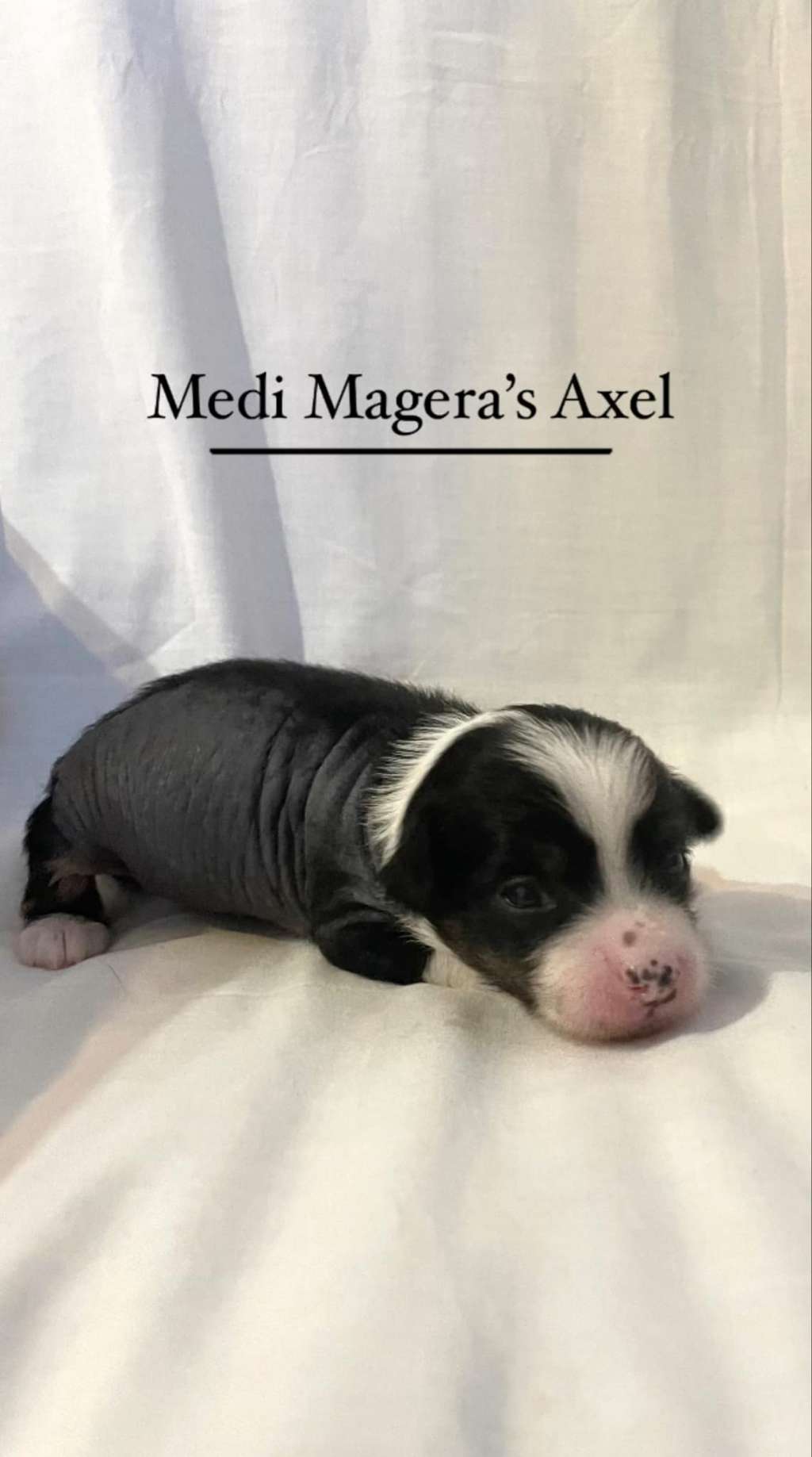 Medi Magera's Axel