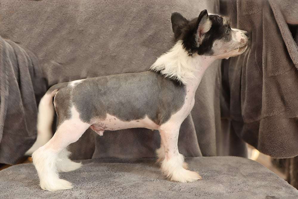 Ghazoot Espresso Lovers