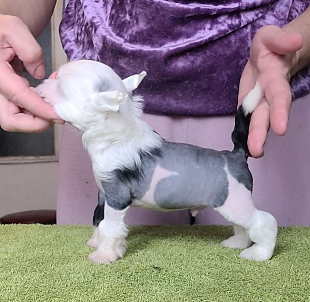 Apriori Vip Wild West