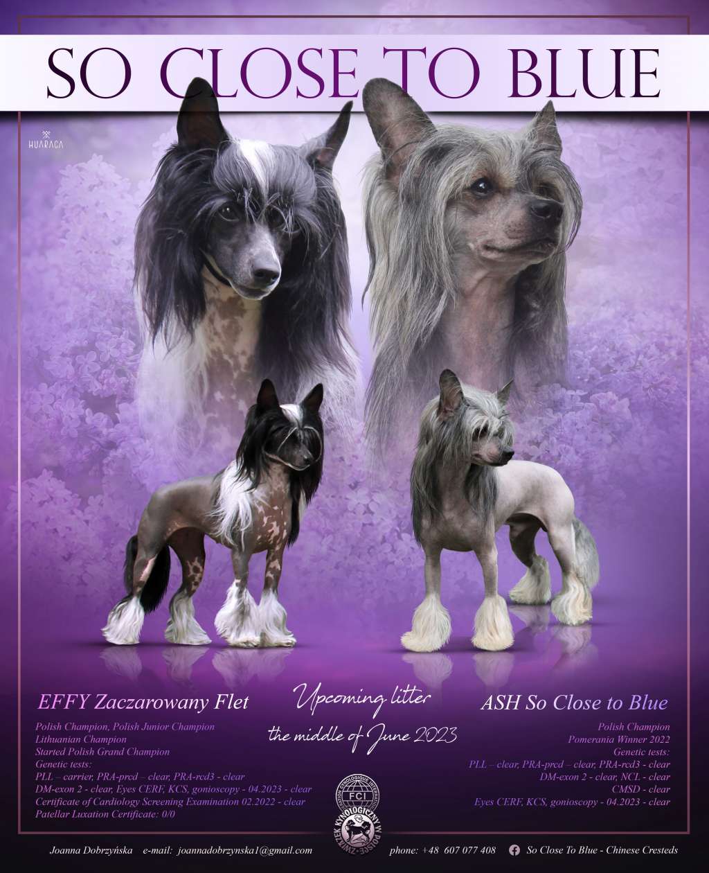 Dash So Close To Blue