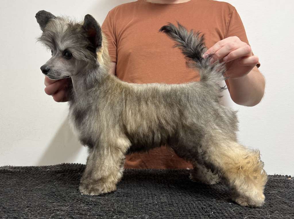 Speechless Mr Worldwide