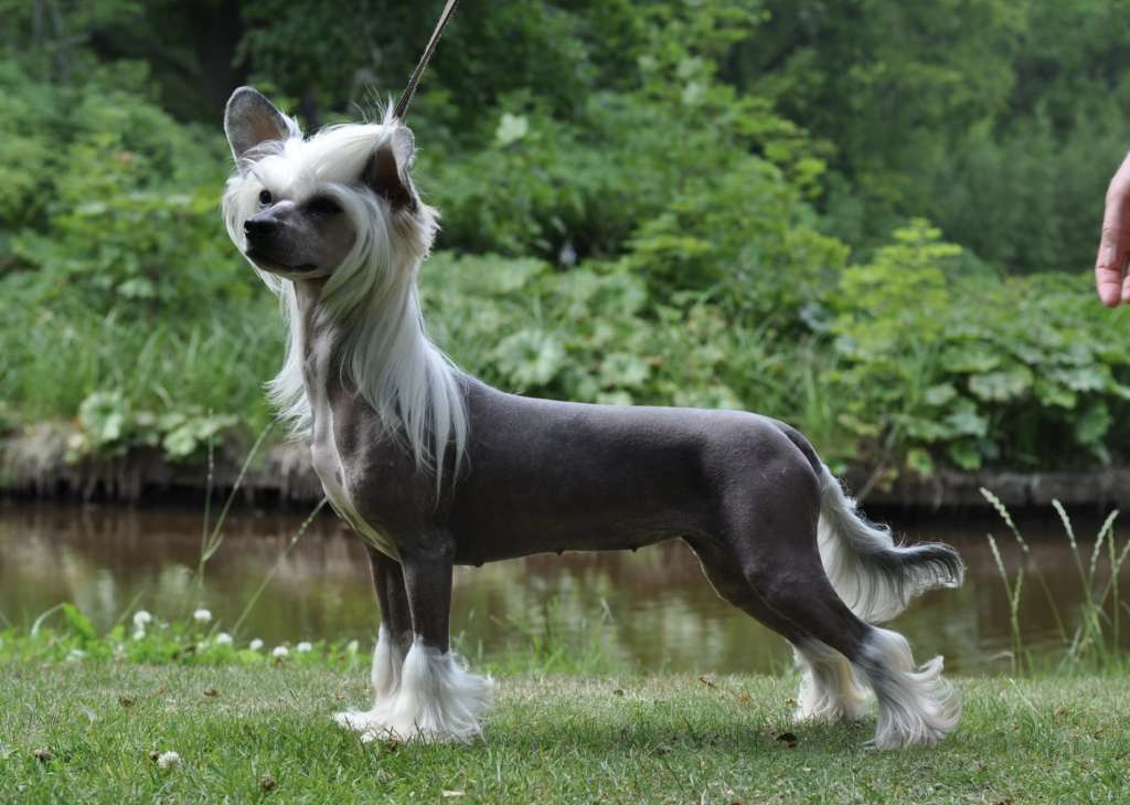 Speechless Star Of The Show