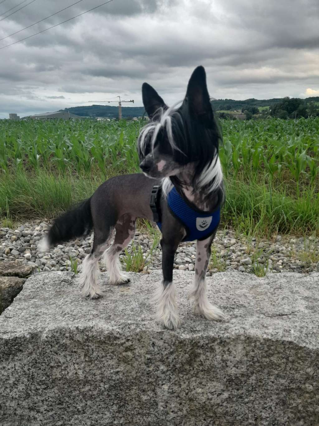 Gabbana dei Guardiani Silani