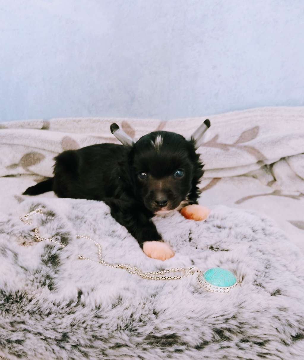 Leroy Molosos Gratzi