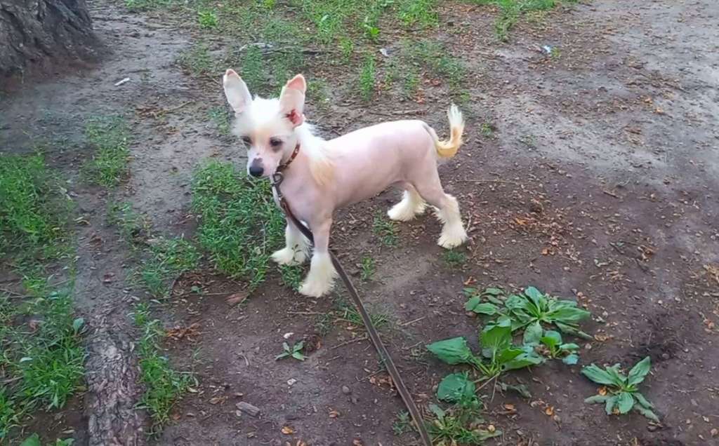 T... Iz Vishnyovogo Sada