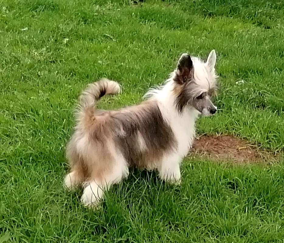 Be My Dog's Mc Kenzie