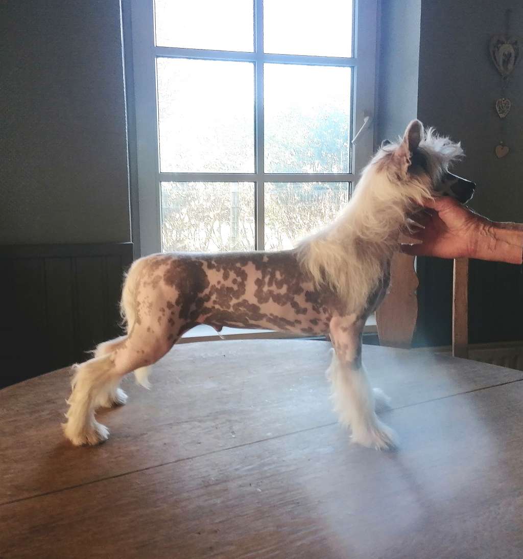 Be My Dog's Mad Hatter