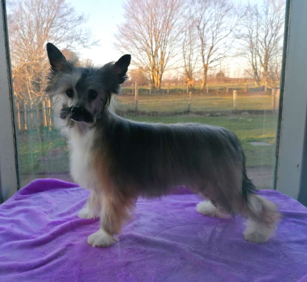 Be My Dog's Mahna Mahna