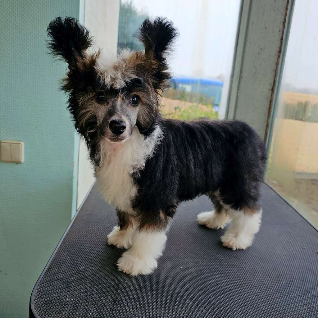 Be My Dog's Michelangelo