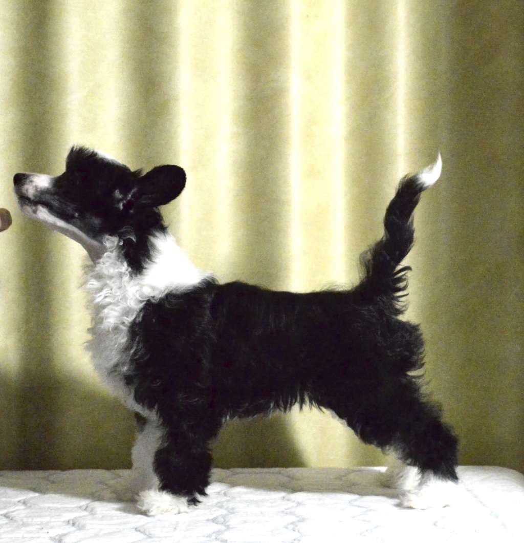 Moelmo?s Black Velvet