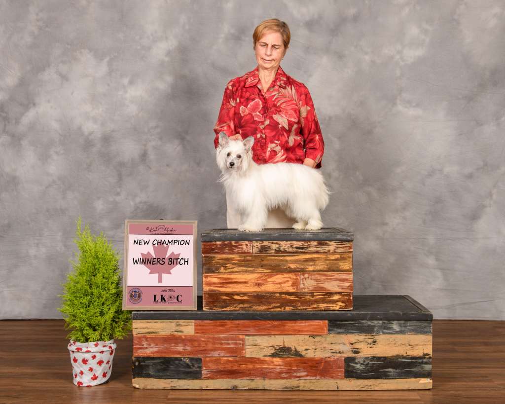 WillowGlyn Dare To Dream