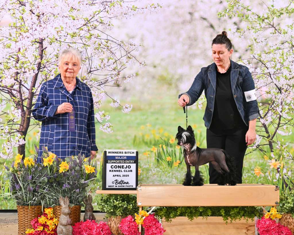 Showstyle's Tiptoe through the Tulips