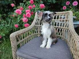 Xmas Magic z Andelovy dlane