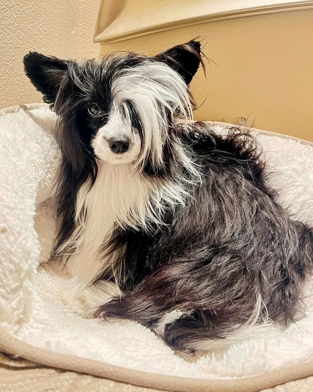 Fronklinn's Magnolia