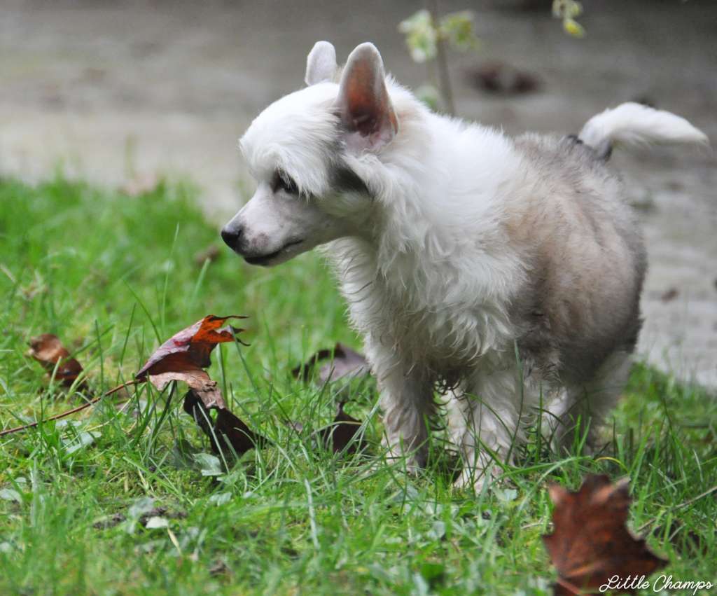 Vanquish Little Champs