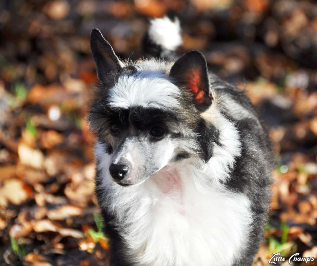 Virage Little Champs