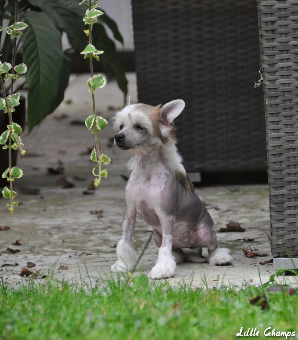 Vantage Little Champs