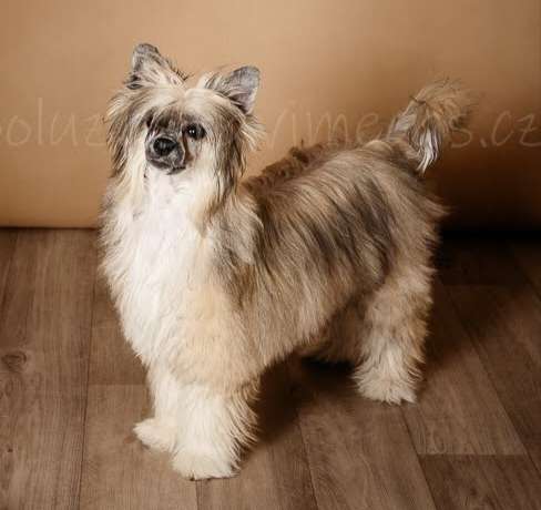 Asoka Jitae Royal Cassovia