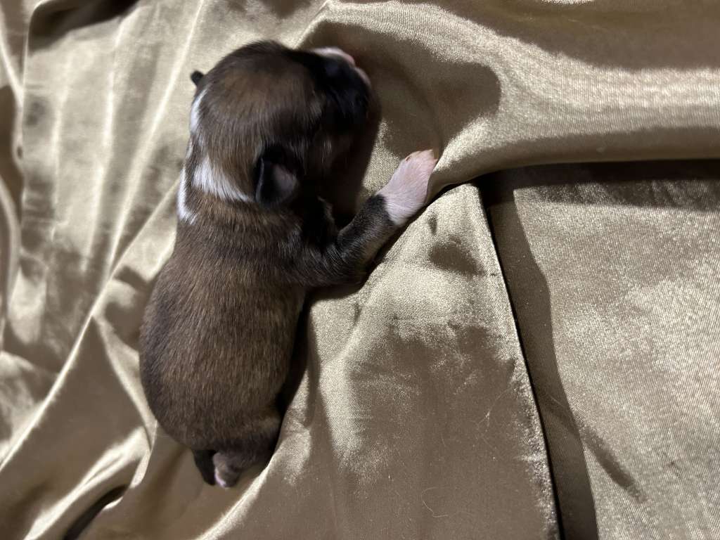 Alioth Romulus Royal Cassovia