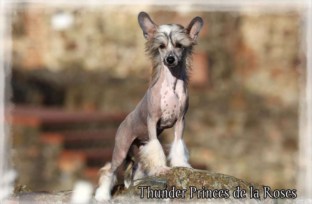 Thunder  Princes de la Roses