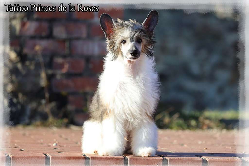 Tattoo  Princes de la Roses