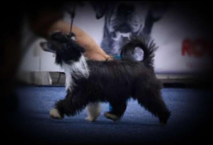 Pufflepaws Poco Presumida JW