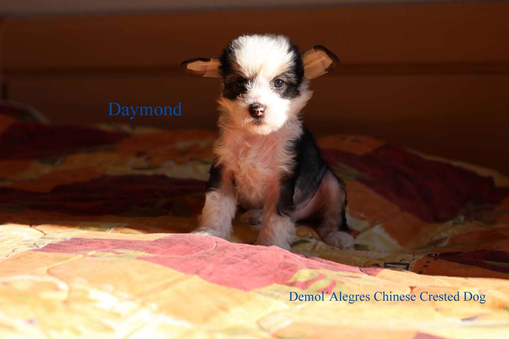 Demol'Alegres Daymond