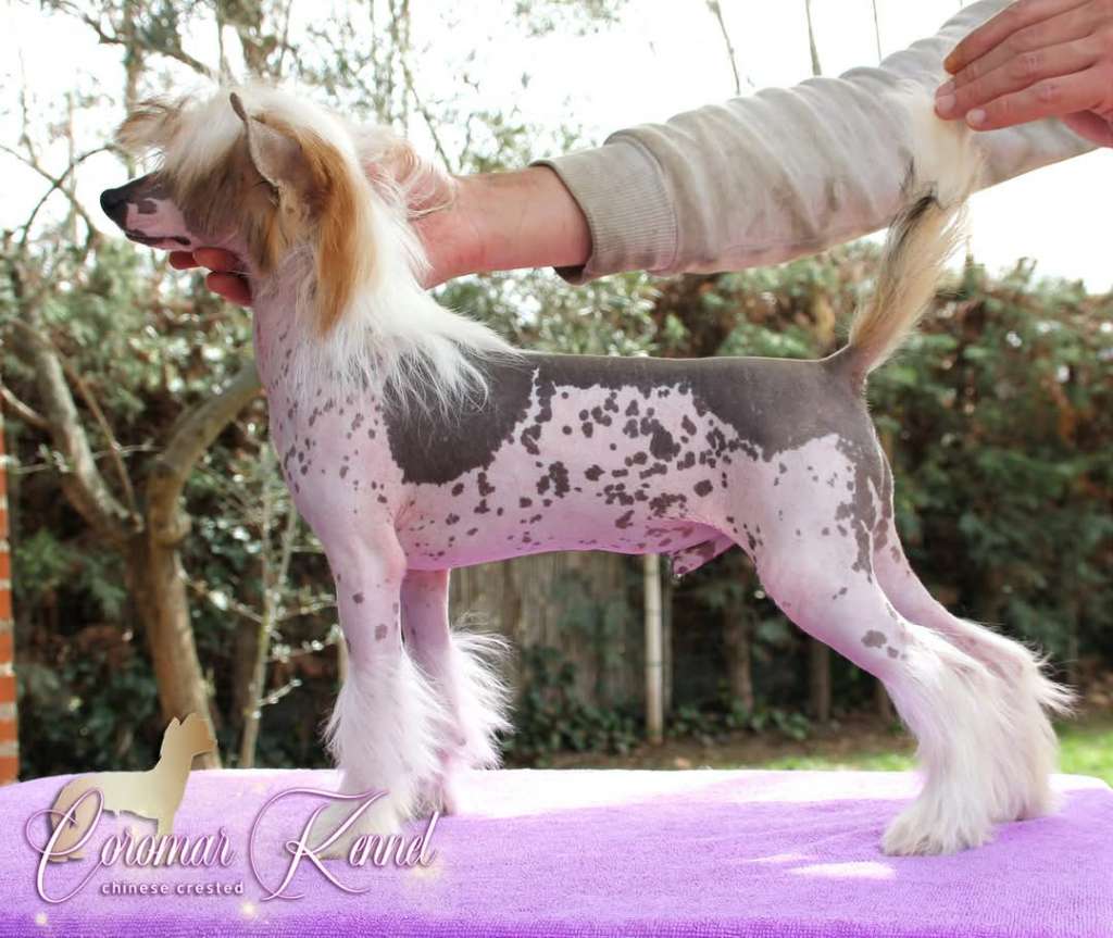 Coromar Kali's Dandy