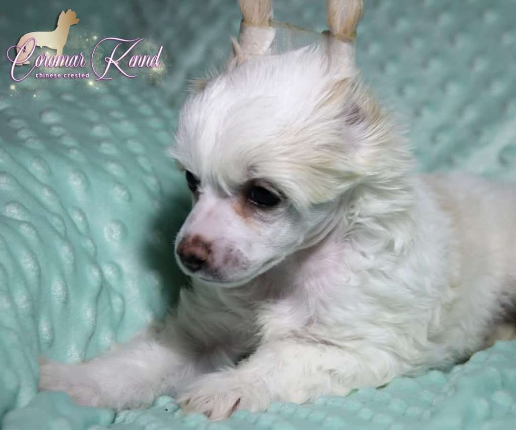 Coromar Kayro Parade