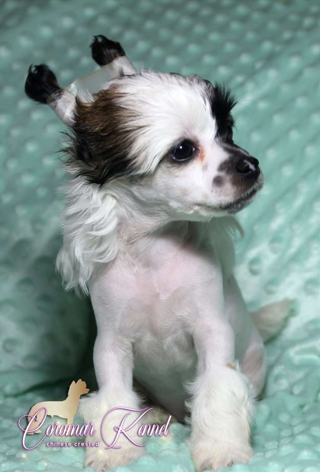 Coromar Khaleesi Storm