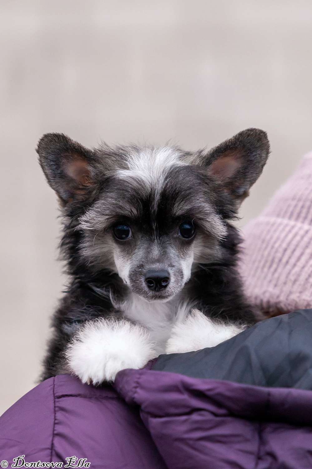 Navarra iz Sozvezdiya Khana