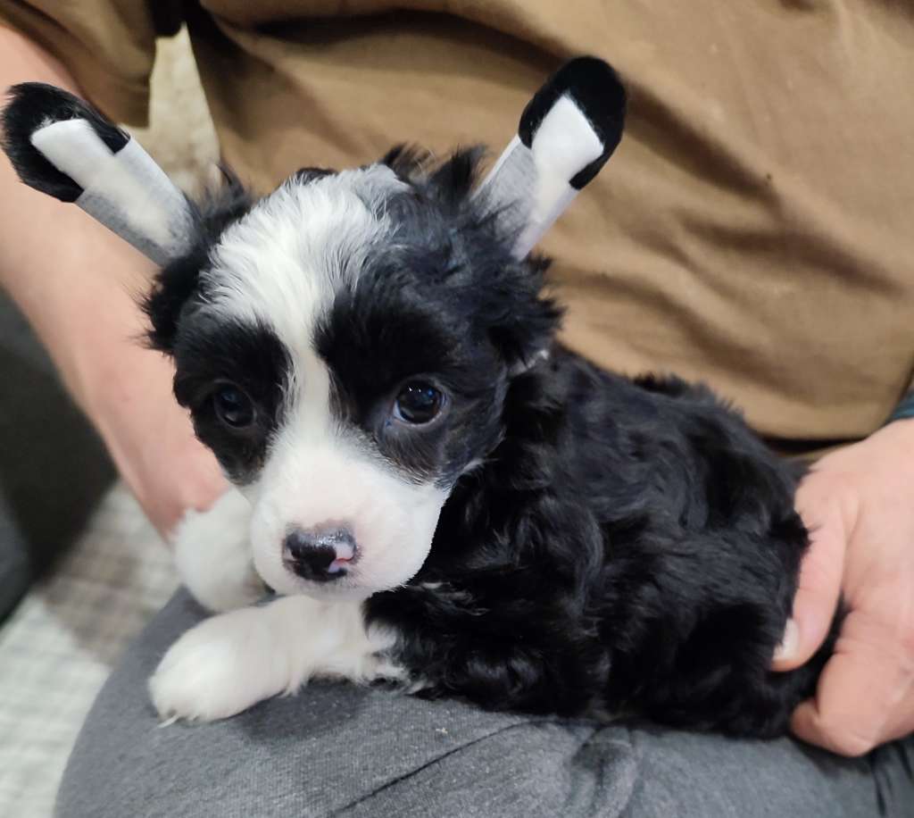 Afrodité Bevra Angel