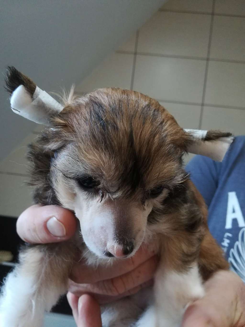 Marilyn Monroe Ipsi Grand