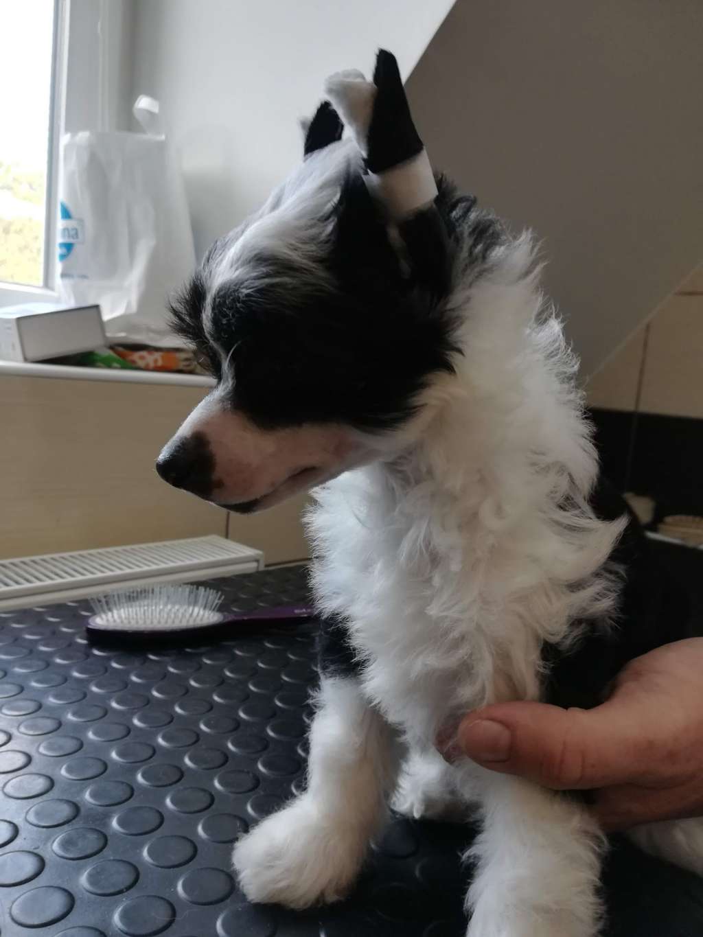 Michelangelo Ipsi Grand