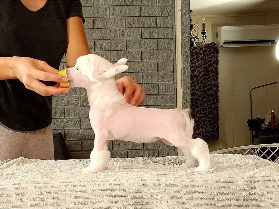 Cerohair Viva Las Vegas