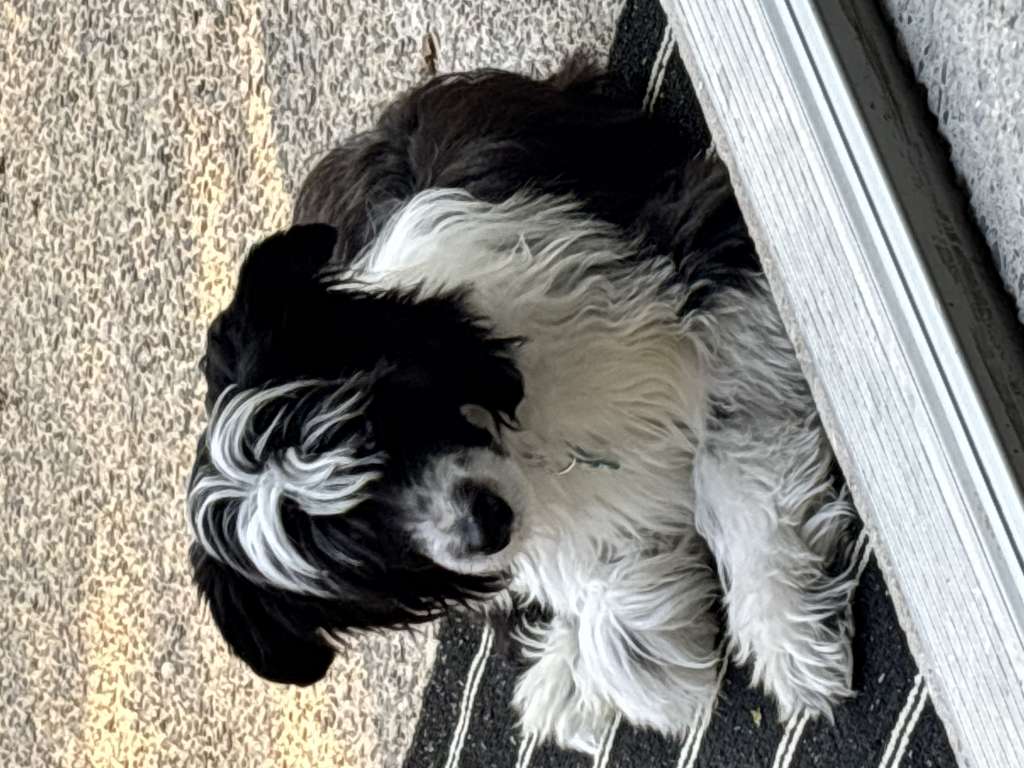 Moonbeam Officiates at Gardine