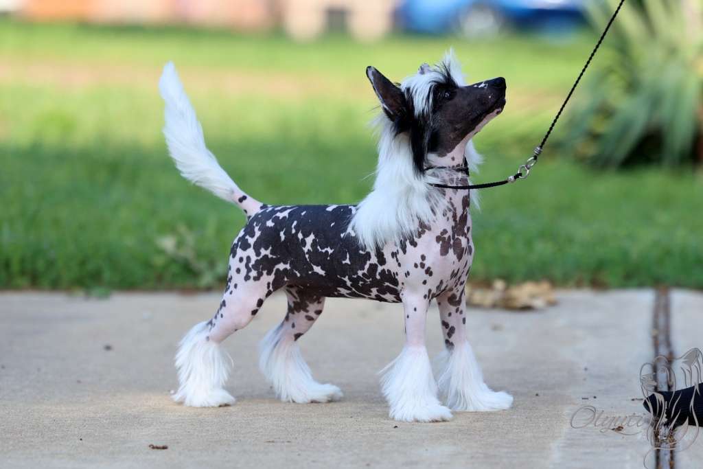 Olyuti's Pama Daiquiri