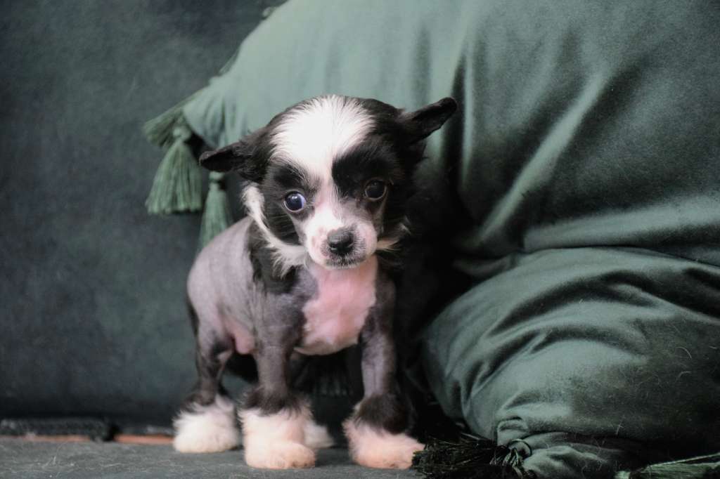 Alan Turing de Lybóriu's Legacy