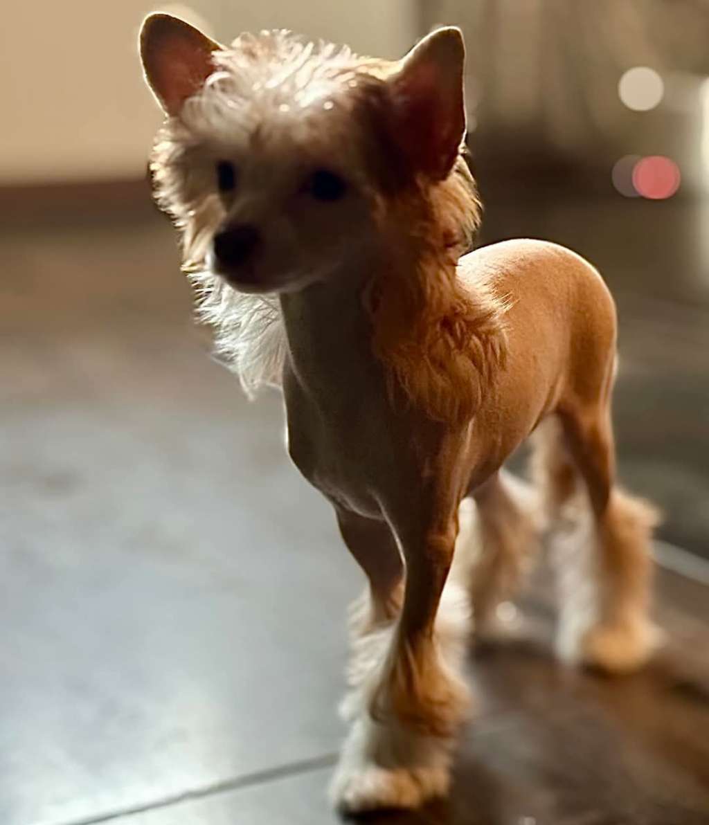 O Hara Red Land Gambitas