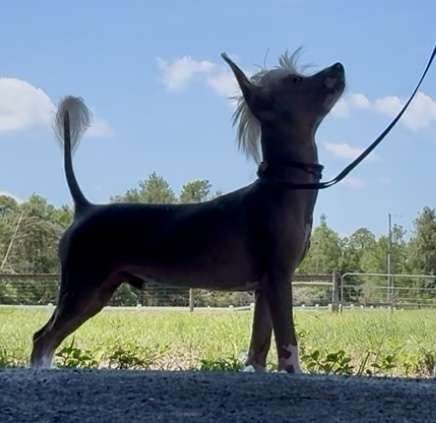 FronkLinn's Victory is Sweet