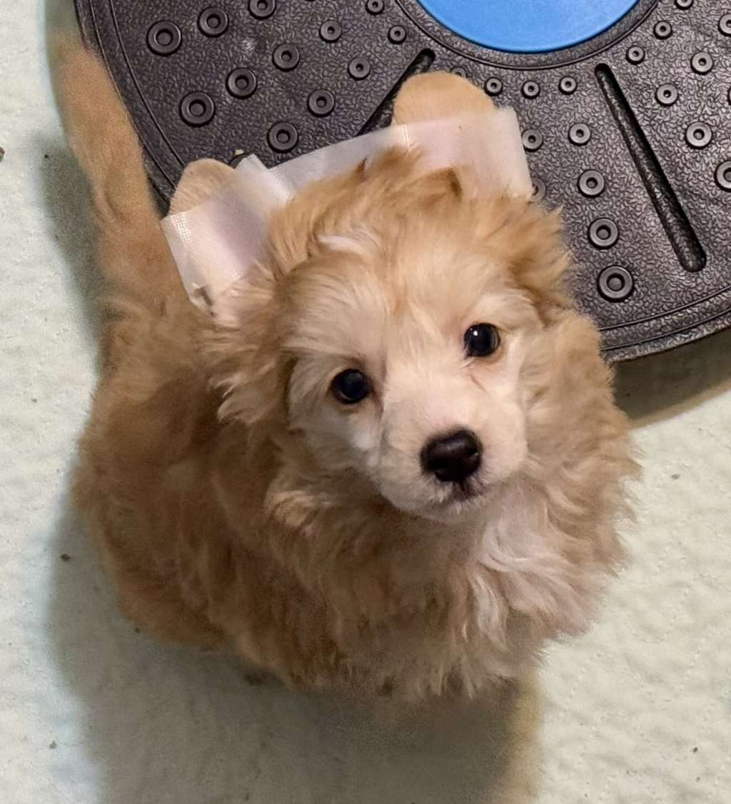 FronkLinn's Crème De La Crème