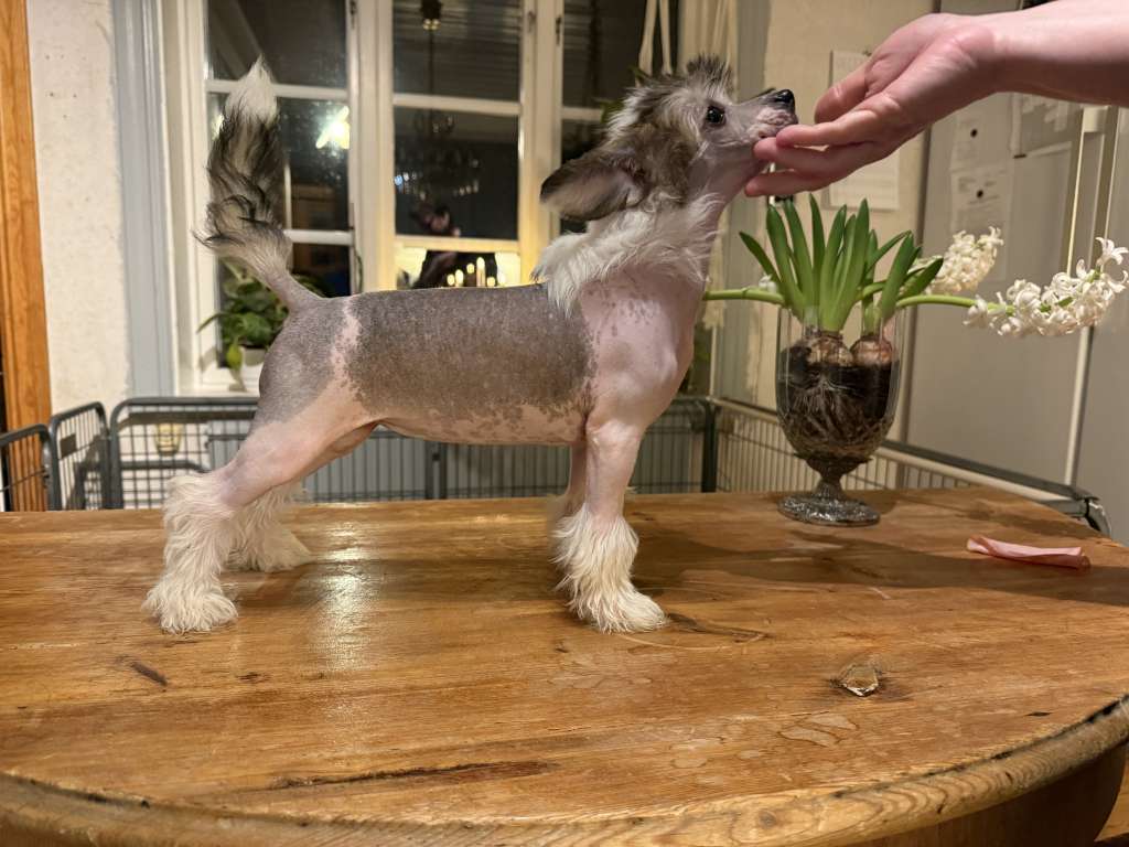 Nomilas Ultimate Spicy Bloody Mary